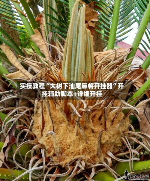 实操教程“大树下汕尾麻将开挂器”开挂辅助脚本+详细开挂-第3张图片
