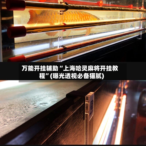 万能开挂辅助“上海哈灵麻将开挂教程	”(曝光透视必备猫腻)-第2张图片