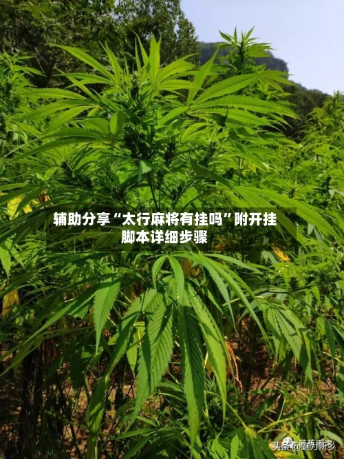 辅助分享“太行麻将有挂吗”附开挂脚本详细步骤-第3张图片