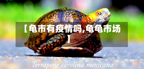 【龟市有疫情吗,龟龟市场】-第1张图片