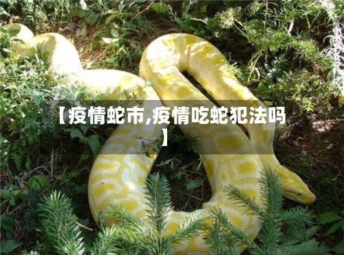 【疫情蛇市,疫情吃蛇犯法吗】-第3张图片