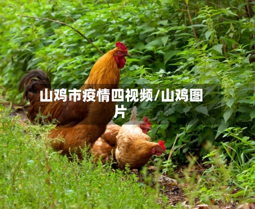 山鸡市疫情四视频/山鸡图片-第1张图片