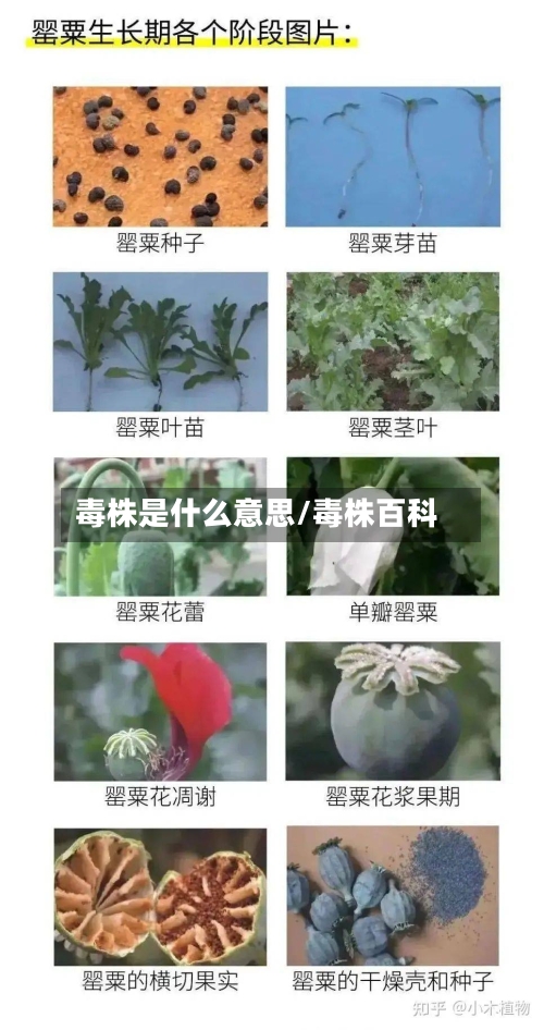 毒株是什么意思/毒株百科-第2张图片