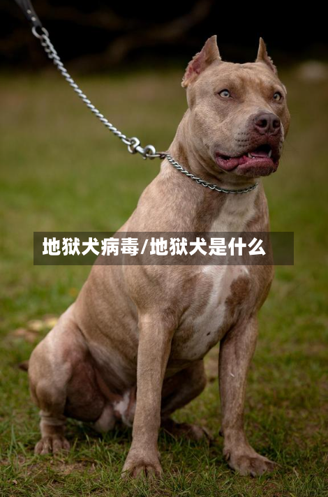 地狱犬病毒/地狱犬是什么-第1张图片