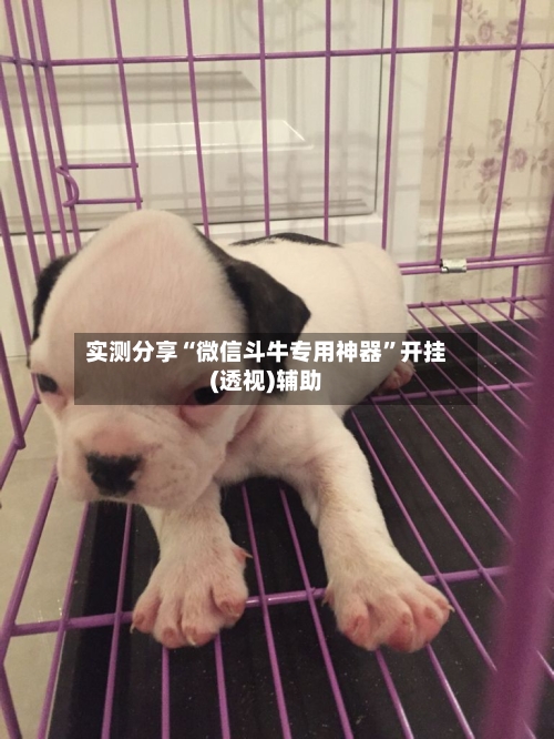 实测分享“微信斗牛专用神器”开挂(透视)辅助-第1张图片
