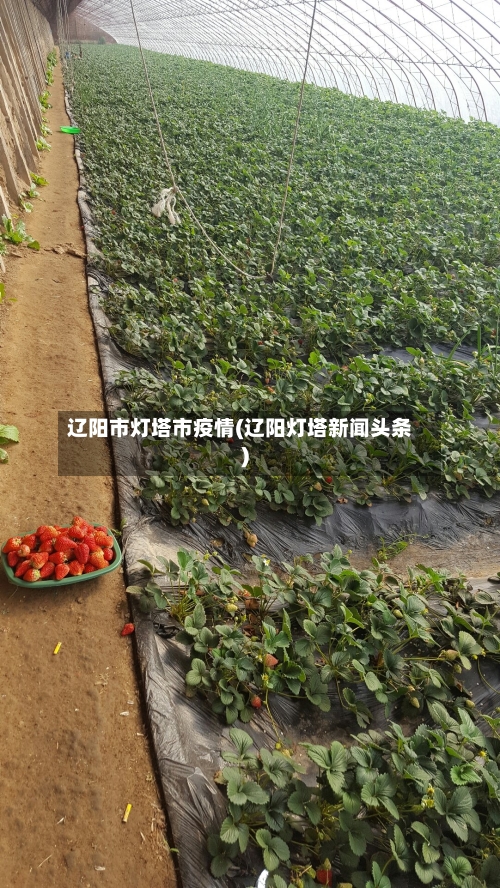 辽阳市灯塔市疫情(辽阳灯塔新闻头条)-第1张图片