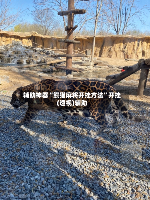 辅助神器“熊猫麻将开挂方法”开挂(透视)辅助-第1张图片