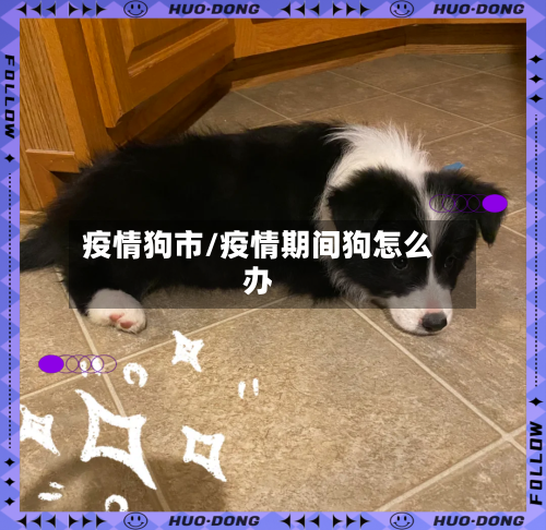 疫情狗市/疫情期间狗怎么办-第1张图片
