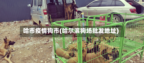 哈市疫情狗市(哈尔滨狗场批发地址)-第1张图片