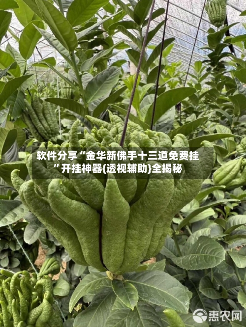软件分享“金华新佛手十三道免费挂”开挂神器{透视辅助}全揭秘-第3张图片