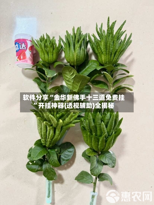 软件分享“金华新佛手十三道免费挂	”开挂神器{透视辅助}全揭秘-第2张图片