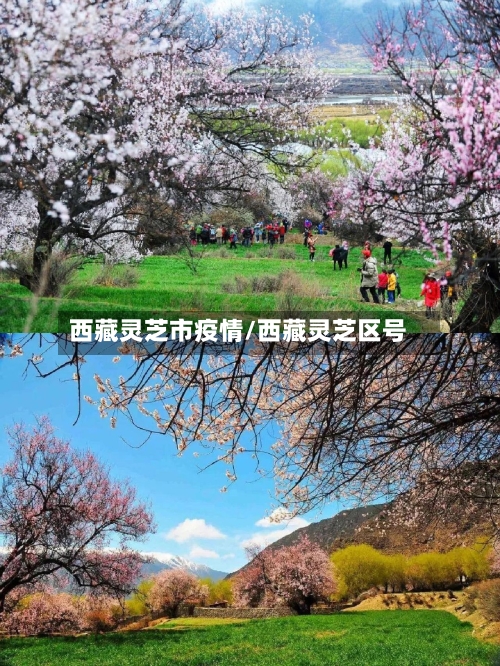西藏灵芝市疫情/西藏灵芝区号-第2张图片