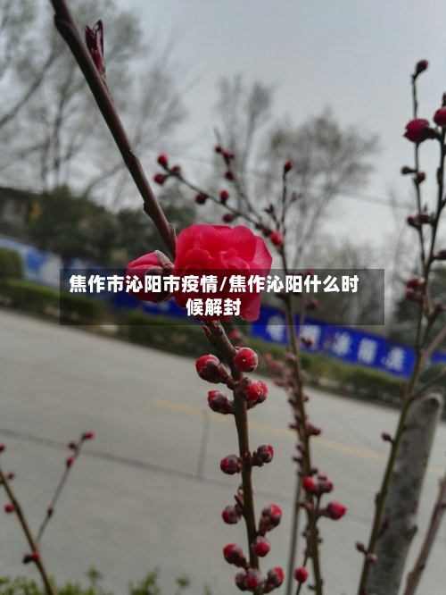 焦作市沁阳市疫情/焦作沁阳什么时候解封-第1张图片
