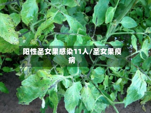 阳性圣女果感染11人/圣女果疫病-第1张图片