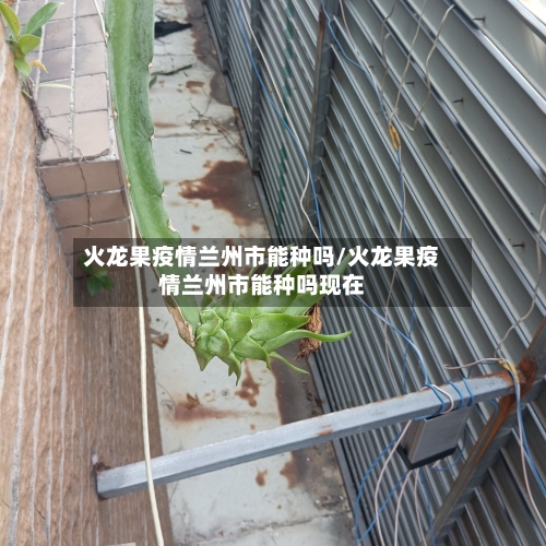 火龙果疫情兰州市能种吗/火龙果疫情兰州市能种吗现在-第1张图片