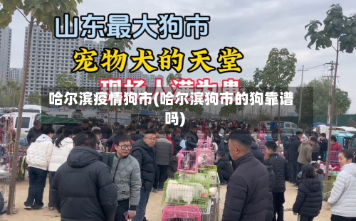 哈尔滨疫情狗市(哈尔滨狗市的狗靠谱吗)-第1张图片