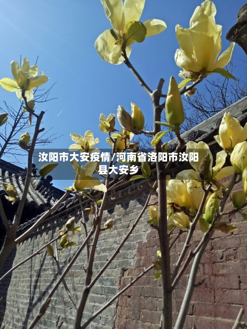 汝阳市大安疫情/河南省洛阳市汝阳县大安乡-第1张图片