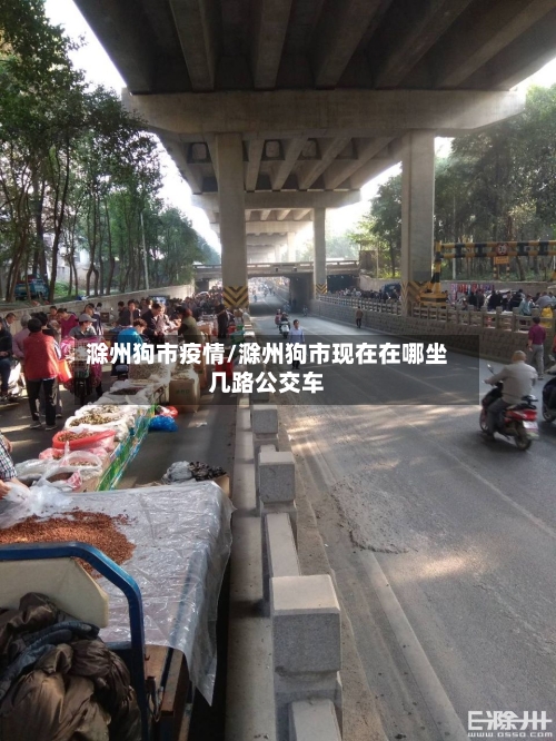 滁州狗市疫情/滁州狗市现在在哪坐几路公交车-第1张图片