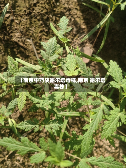 【南京中药战德尔塔毒株,南京 德尔塔毒株】-第1张图片