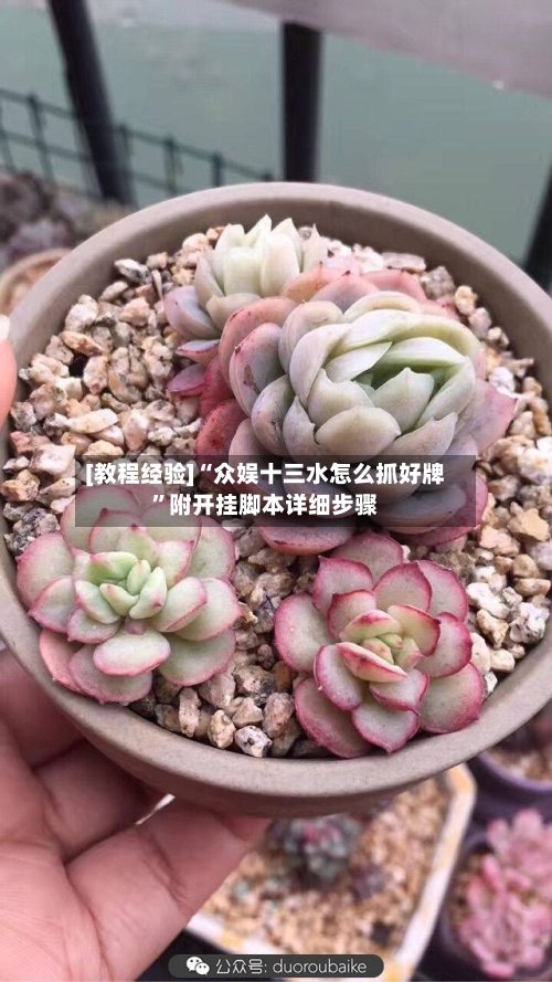 [教程经验]“众娱十三水怎么抓好牌”附开挂脚本详细步骤-第1张图片