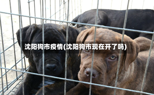 沈阳狗市疫情(沈阳狗市现在开了吗)-第2张图片