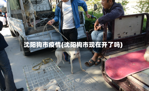 沈阳狗市疫情(沈阳狗市现在开了吗)-第1张图片