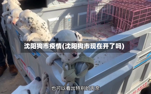 沈阳狗市疫情(沈阳狗市现在开了吗)-第3张图片