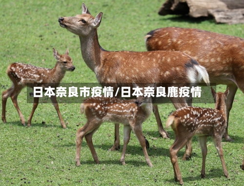 日本奈良市疫情/日本奈良鹿疫情-第1张图片