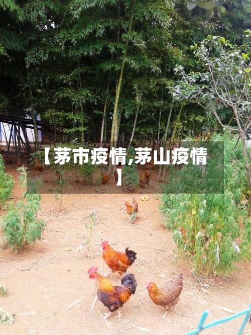 【茅市疫情,茅山疫情】-第3张图片