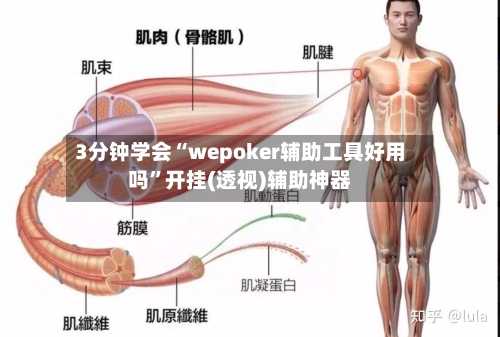 3分钟学会“wepoker辅助工具好用吗”开挂(透视)辅助神器-第2张图片