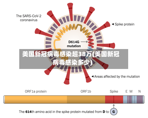 美国新冠病毒感染超38万(美国新冠病毒感染多少)-第2张图片