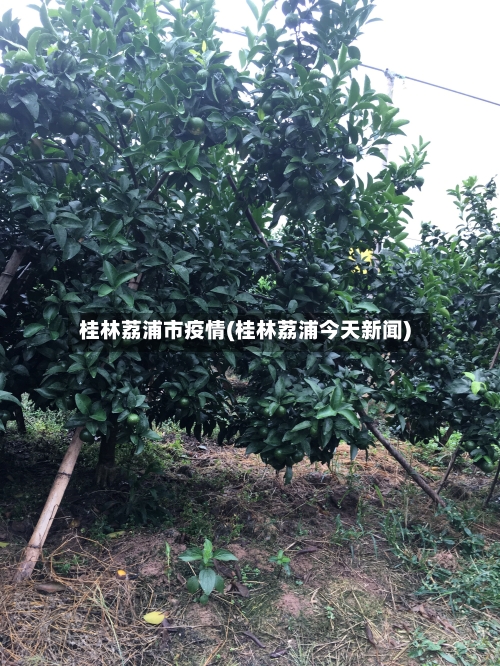 桂林荔浦市疫情(桂林荔浦今天新闻)-第1张图片