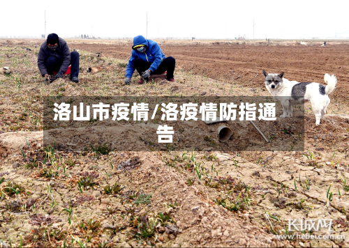 洛山市疫情/洛疫情防指通告-第1张图片