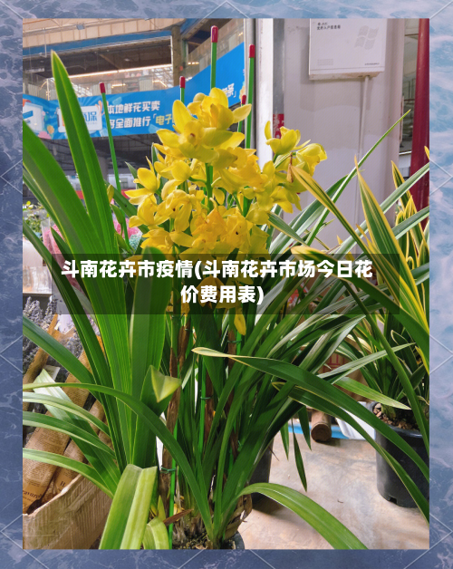 斗南花卉市疫情(斗南花卉市场今日花价费用表)-第2张图片