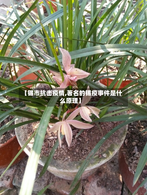 【锡市抗击疫情,著名的锡疫事件是什么原理】-第1张图片