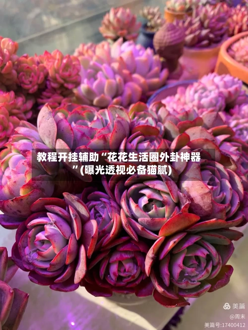 教程开挂辅助“花花生活圈外卦神器	”(曝光透视必备猫腻)-第3张图片
