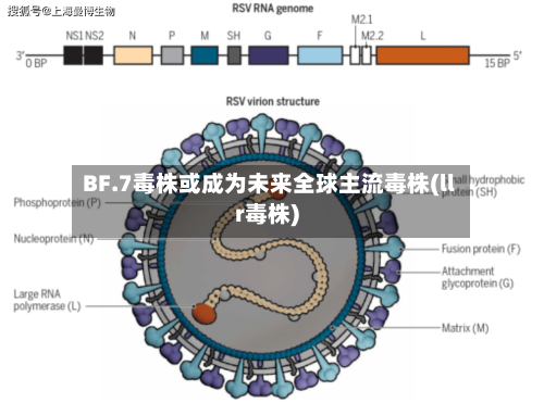 BF.7毒株或成为未来全球主流毒株(llr毒株)-第1张图片
