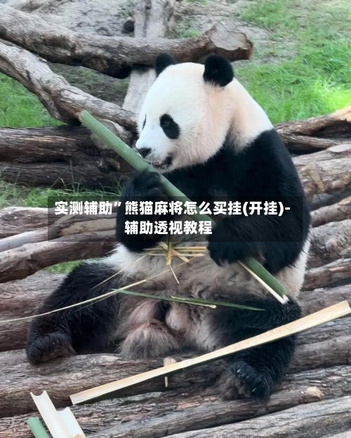 实测辅助	”熊猫麻将怎么买挂(开挂)-辅助透视教程-第1张图片