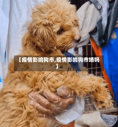 【疫情影响狗市,疫情影响狗市场吗】-第1张图片