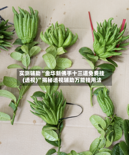 实测辅助“金华新佛手十三道免费挂(透视)”揭秘透视辅助万能挂用法-第1张图片