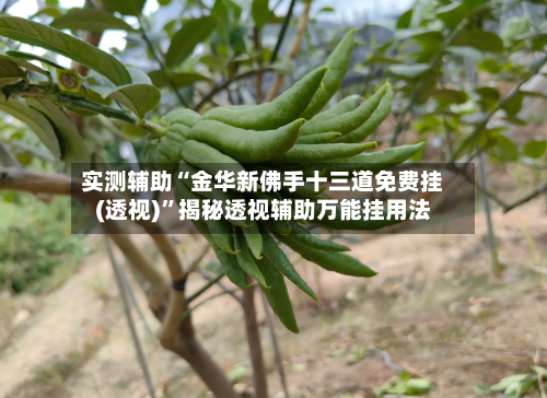 实测辅助“金华新佛手十三道免费挂(透视)	”揭秘透视辅助万能挂用法-第2张图片