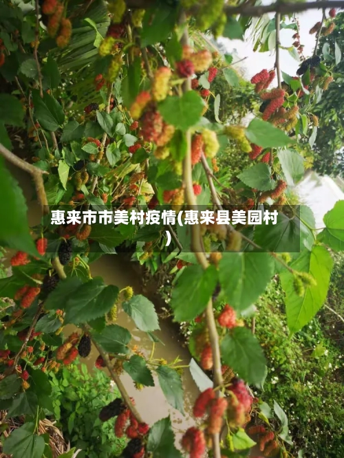 惠来市市美村疫情(惠来县美园村)-第1张图片