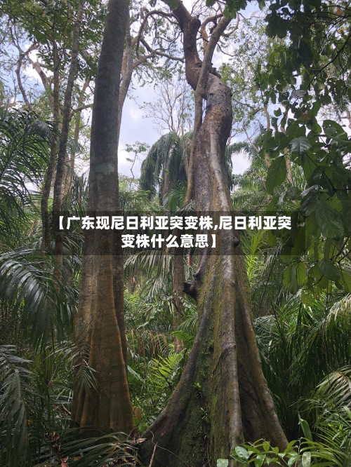 【广东现尼日利亚突变株,尼日利亚突变株什么意思】-第1张图片