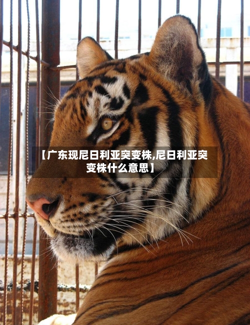 【广东现尼日利亚突变株,尼日利亚突变株什么意思】-第3张图片