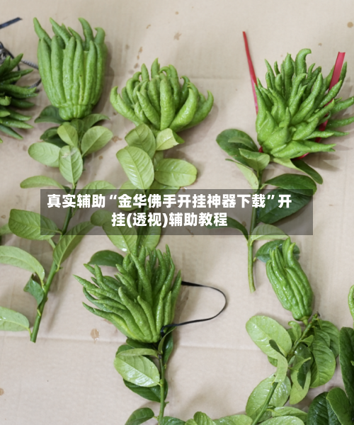 真实辅助“金华佛手开挂神器下载	”开挂(透视)辅助教程-第1张图片