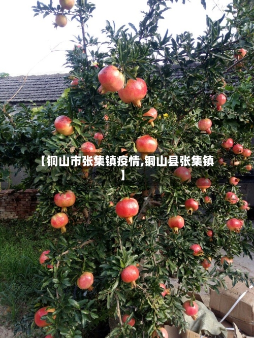 【铜山市张集镇疫情,铜山县张集镇】-第1张图片