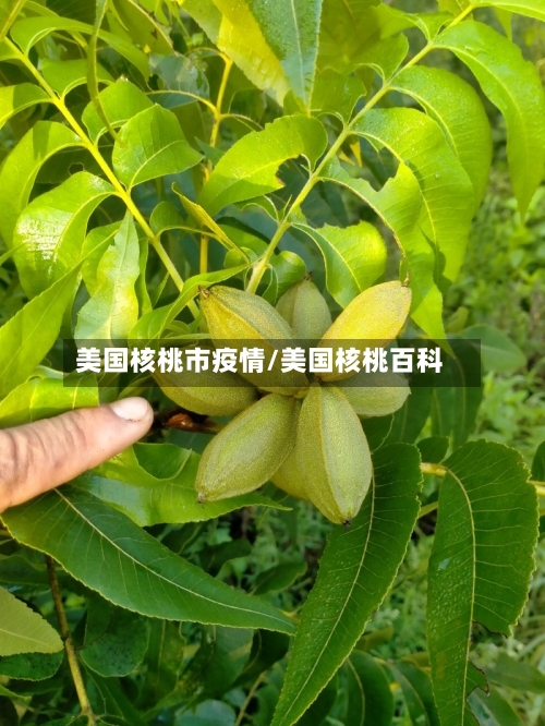 美国核桃市疫情/美国核桃百科-第2张图片