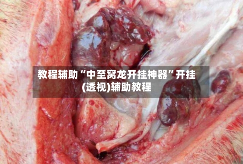 教程辅助“中至窝龙开挂神器”开挂(透视)辅助教程-第1张图片
