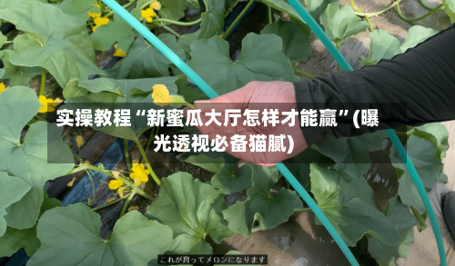 实操教程“新蜜瓜大厅怎样才能赢”(曝光透视必备猫腻)-第2张图片