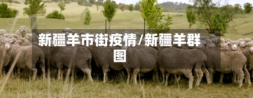 新疆羊市街疫情/新疆羊群图-第1张图片